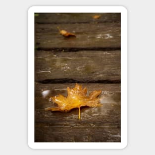 Maple Leaf in the Rain Sticker